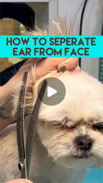 Banana Dog Treat Recipe, Grooming Hacks, Dog Grooming Styles, Dog Grooming Tips, Ear Drop, Grooming Style, Dog Lady, Maltese Puppy, Dog Ear