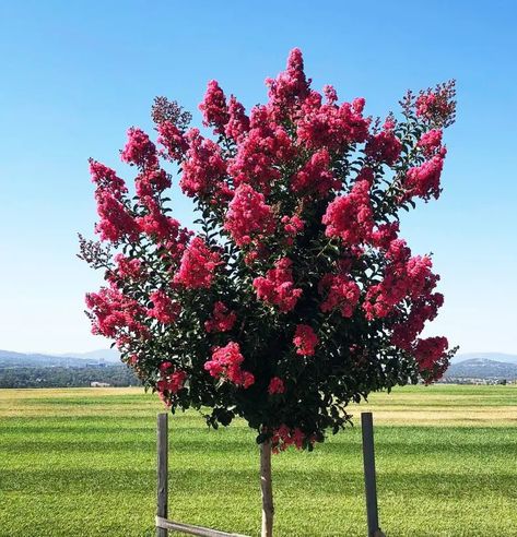 When To Prune Crepe Myrtle Tree Crepe Myrtle Hedge, When To Prune Crepe Myrtle Trees, Crepe Myrtle Landscaping, Myrtle Plant, Crepe Myrtle Trees, Yard Plants, Myrtle Tree, Crepe Myrtle, Crape Myrtle