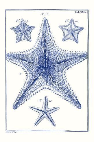 size: 18x12in Art Print: Blue Sea Stars VIII by Vision Studio : Blue Starfish, Sea Stars, Blue Poster, Wall Art Plaques, Stupell Industries, New Wall, Canvas Home, My New Room, Giclee Art