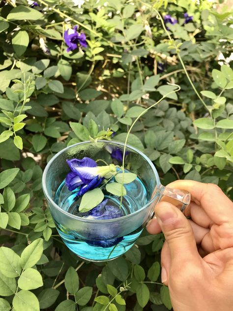 Dried Butterfly, Bunga Telang, Butterfly Pea Tea, Butterfly Pea Flower Tea, Natural Beauty Remedies, Persian Fashion, Natural Food Coloring, Herbal Drinks, Blue Tea