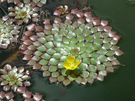 Above all else, this floating stem plant requires light. Even values in the higher range of what is possible over a planted aquarium are... Floating Landscape, Big Greenhouse, Aqua Plants, Mosaic Plant, Stem Plant, Fish Aquarium Decorations, Freshwater Plants, Indoor Water Garden, Air Plant Terrarium