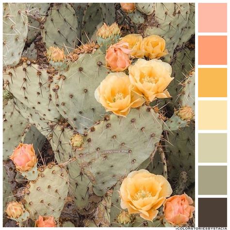 Cactus Flower 🌵🌼⁠ 📷: @ropethemoon Cactus Colour Palette, Cactus Color Palette, Prickly Pear Color Palette, Desert Flower Color Palette, Desert Rose Palette, Cactus Flower Aesthetic, Stitch Palettes, Flowering Cactus Photography, Cactus Blossom