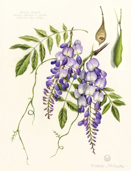 Botanical Art by Wendy Hollender. Wisteria Wisteria Botanical Illustration, Wendy Hollender Botanical Illustration, Wendy Hollender, Botanical Artists, Botanical Drawing, Illustration Botanique, Botanical Painting, Botanical Drawings, Arte Floral