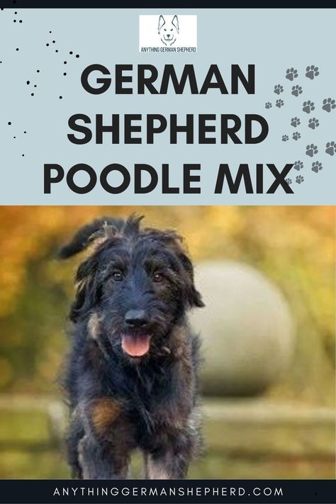 Doodle Mixes Dogs, German Shepherd Poodle Mix Dogs, Shepadoodle German, German Shepherd Doodle, Shepherd Doodle, German Shepherd Poodle Mix, German Shepherd Husky Mix, Poodle Mix Dogs, Golden Doodles