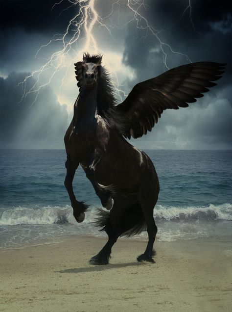 Faidn Black Pegasus, Horse With Wings, Pegasus Art, Creature Fantasy, Indian Horses, Magical Horses, Unicorn Pictures, Fantasy Horses, Winged Horse