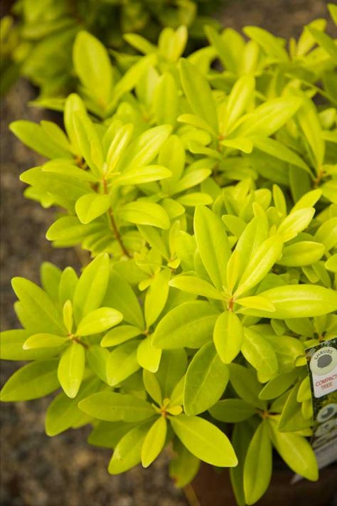 Love this...bright yellow all year long.  ‘Florida Sunshine' Illicium Southern Living Plants, Florida Landscaping, Florida Plants, Shade Garden Plants, Florida Sunshine, Foundation Planting, Perennial Shrubs, Lawn And Landscape, Rock Garden Landscaping