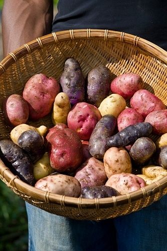 Heirloom Potatoes Goblin Culture, Heirloom Potatoes, Heirloom Gardening, Orchard Design, Fresh Products, Garden Farm, Garden Basket, Bird Bath Garden, Farm Photography