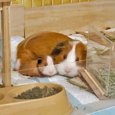 Guinea Pigs Funny, Baby Guinea Pigs, Pet Guinea Pigs, Guinea Pig Care, Cute Guinea Pigs, Cute Small Animals, Cute Piggies, Pets 3, Mother Son