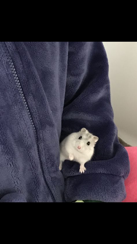 Winter White Hamster, Russian Hamster, White Hamster, Roborovski Hamster, Hamster Pics, Regnul Animal, Hamster Care, Baby Hamster, Russian Winter