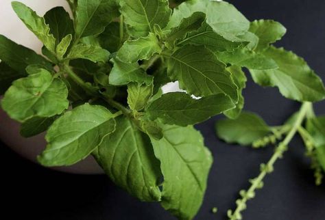 Ayurvedic Plants, Tulsi Plant, Herbs List, Happy Pregnancy, Fat Burning Diet, Holy Basil, Ayurvedic Herbs, Cold Remedies, Natural Health Remedies