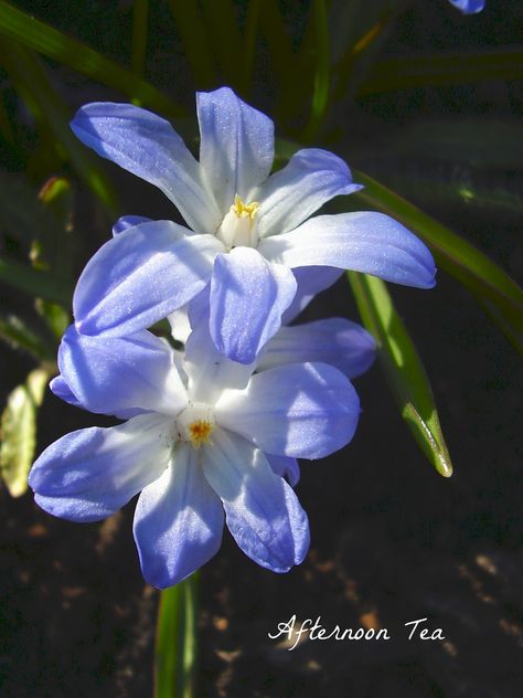 Glory of the Snow Glory Of The Snow Flowers, Glory Of The Snow, Snow Flower, Home Landscaping, Winter Flowers, Spring Blooms, Clematis, Chrysanthemum, The Snow