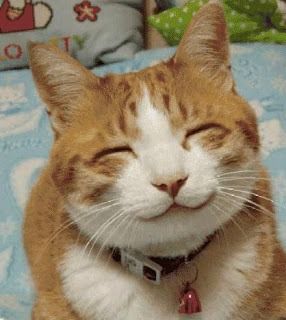 Gatos Cool, Smiling Animals, Funny Cat Faces, Gatto Carino, Cute Cat Face, Smiling Cat, Cat Odor, Image Chat, Funny Cute Cats