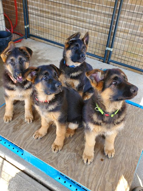 3 Pure Bred German Shepherd Puppies (READ DESC.) Baby German Shepherds, Old German Shepherd, German Shepherd Puppy, Shepherd Puppy, Shepherd Puppies, German Shepherd Puppies, German Shepherds, Baby Dogs, Classified Ads