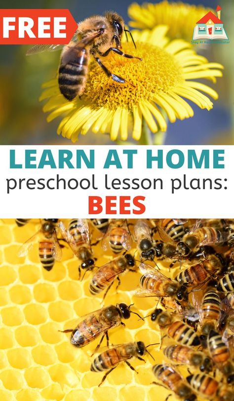 Preschool Bee Activities, Preschool Insects, Ocean Theme Preschool, Insects Preschool, Spring Lessons, Bee Themed Classroom, Bee Activities, Lesson Plans For Toddlers, Sensory Exploration