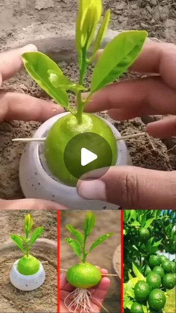 22K likes, 55 comments - craft47tips el June 29, 2024: "How to Grow Lemon Plant 🍋👌👌🥰🥰✌️♥️👌👍👌♥️😍🥰👌
.
.
.
#plants #grow #propagate #rooting #reels #lemon #instagood #trending #viral #explore". Grow Lemon, Plants Grown In Water, Lemon Plant, Growing Vegetables In Pots, How To Grow Lemon, Shadow Plants, Storing Fruit, Small Vegetable Gardens, Gravel Garden