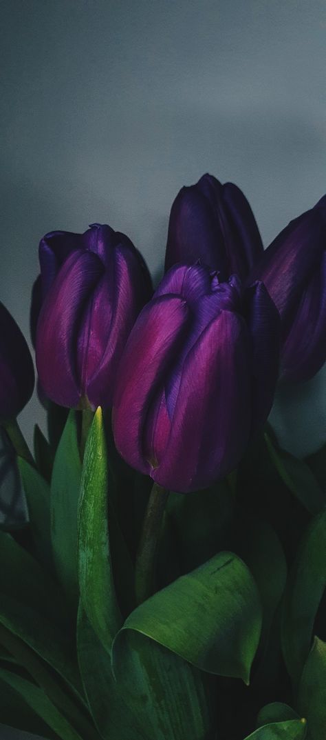 Dark Floral Wallpaper Iphone, Plum Purple Aesthetic, Tulips Art, Vintage Flowers Wallpaper, Favourite Flowers, Iphone Lockscreen Wallpaper, True Winter, Unicorn Wallpaper, Lovely Flowers Wallpaper