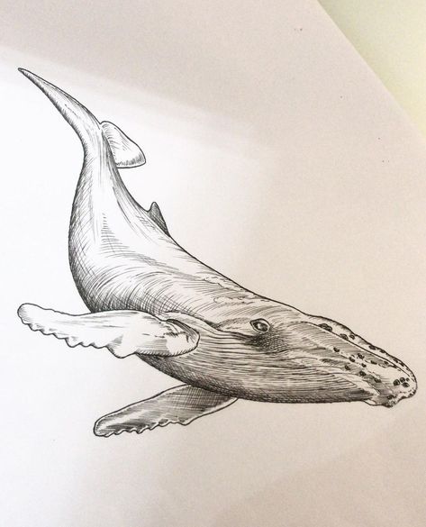 Orca Whale Sketch, Humpback Whale Tattoo Design, See Animals Drawing, Whale Drawing Pencil, Whale Side View, Whale Shark Sketch, Humpback Whale Drawing, Whale Shark Drawing, Humpback Whale Tattoo