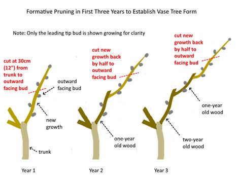 pruning-to-form-vase-scaffold-branches Prune Apple Tree, Fig Tree Care, Grape Vine Pruning, Persimmon Tree, Espalier Fruit Trees, Grape Tree, Fruit Tree Garden, Fish Balls, Garden Cover