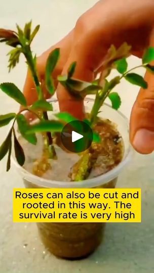 22K reactions · 9.8K shares | Hack to propagate Roses 🌹 

#roses #rosas #hacks #plants #jardin #garden | Of The Sea Gardens | oftheseagardens · Original audio How To Plant Roses From Stems, How To Plant Roses, Rose Propagation, Diy Propagation, Propagate Roses, Propagating Roses, Gardening Tips And Tricks, Rooting Roses, Balcony Gardening