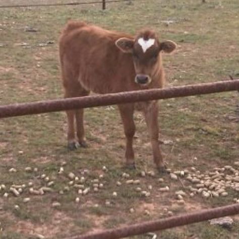 Valentine cow Its Cold Outside, Cute Cows, It's Cold, Pin Board, Cow, Animals, Art