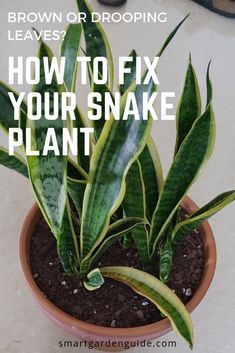 Snake Plant Indoor, Snake Plant Care, Household Plants, Plant Care Houseplant, Inside Plants, Smart Garden, Growing Plants Indoors, Indoor Plant Care, Best Indoor Plants