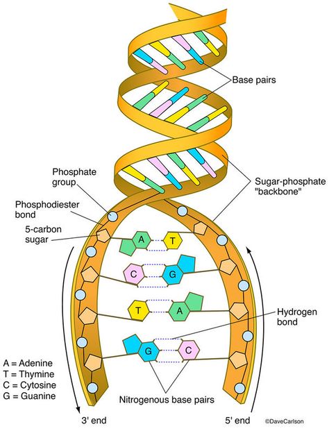 Evolution & Genetics | Carlson Stock Art Dna Diagram, Dna Model Project, Dna Worksheet, Dna Lab, Tattoo Memes, Biology Diagrams, Dna Structure, Dna Art, General Biology