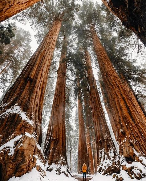 Space and Universe - Winter wonderland in Sequoia National Park 😍 | Facebook Desert Sunrise, Earth Wind & Fire, Redwood Forest, Old Trees, Sequoia National Park, National Parks Usa, Sunset Landscape, Winter Beauty, Big Tree