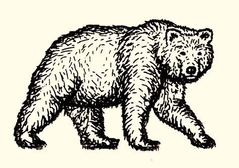 Woodcut Bear Tattoo, Brown Bear Tattoo, Bear Tattoos For Men, Bear Illustration Art, Traditional Bear Tattoo, Black Bear Tattoo, Dr Tattoo, Bear Tattoo Designs, Woodcut Tattoo