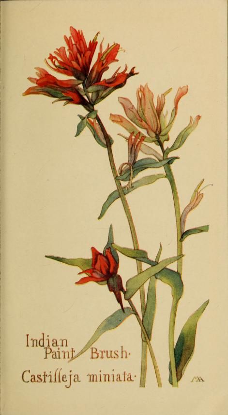 Indian Paint Brush - Margaret Armstrong - Field Book of Western Wild Flowers Indian Paint Brush, Western Wild, Indian Paintbrush, Botanical Illustrations, Botanical Painting, Scientific Illustration, Botanical Drawings, Botanical Flowers, Vintage Botanical