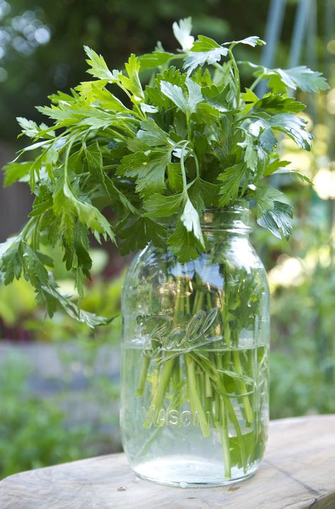 (Image credit: Jayme Henderson) I once read that parsley’s flavor is the “summation of all things green.” I’d say that’s a fitting description of this classic, lively, summer herb. Parsley is one of those herbs that produces exponentially, provided the proper growing situation. If you’re growing some in your garden, you most likely have a Preserve Parsley, Parsley Benefits, All Things Green, Preserving Herbs, Spice Cabinet, Better Homes And Garden, Dehydrator Recipes, Skin Care Remedies, How To Make Tea