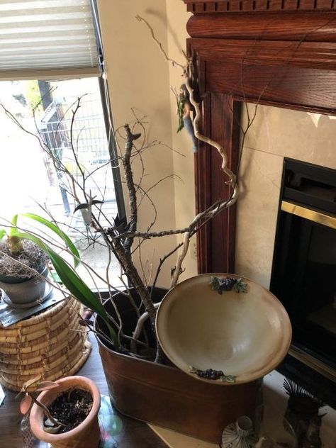 q how to treat branches i bring in to bring outside inside Vase With Branches, Large Jar, Eastern Shore, Vintage Copper, Chester, Planter Pots, The Outsiders, Copper, Bring It On