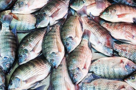 We think of fish as a healthy choice, but research has uncovered some frightening nutrition facts about one popular fish—tilapia. Tilapia Fish Farming, Agriculture Business, Fish Farm, Farming Business, Pork Bacon, Fishing For Beginners, Farm Business, Toxic Foods, Fish Farming