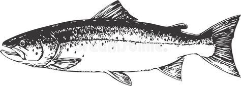 Salmon. Vector graphic illustration of a Salmon , #AFF, #Vector, #Salmon, #illustration, #graphic #ad Salmon Illustration, Salmon Drawing, Salmon Tattoo, Wilderness Tattoo, Seafood Art, Mens Cards, Drawing Examples, Salmon Fish, Human Canvas