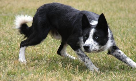 Rising Sun Farm border collie Frank Australian Border Collie, Border Collie Herding, Cray Cray, Border Collie Puppies, Collie Puppies, It's Coming, Herding Dogs, Australian Shepherds, Border Collie Dog