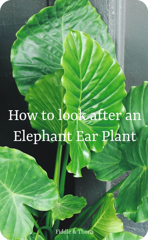 Elephant Ear Indoor Plant, Elephant Ear Plants, Elephant Ear Plant Care Outdoor, Elephant Ear Plant Care, How To Care For Elephant Ears Plants, Elephant Ears Plants Indoor, Elephant Ear Plant Indoor, How To Take Care Of Elephant Ear Plants, Variegated Elephant Ear