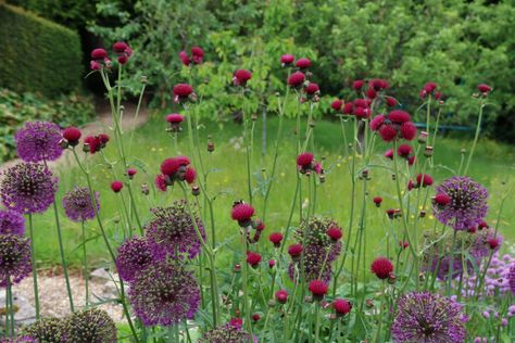 The garden really revs up in June but it can still take a while for some of the herbaceous perennials to get to full height or flowering stage.  Having some tall border plants in the garden really adds depth and interest.    Here are some of my favourite tall border plants in the garden this first weekend Cirsium Rivulare Atropurpureum, Perennial Border Plants, Large Raised Garden Beds, Garden Border Plants, Circle Garden, Planting Combinations, Goth Garden, Patio Flowers, Plants Uk