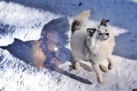 Siren Oc, Cute Foxes, Cutee Animals, Foxes Photography, Pet Fox, Paws And Claws, Arctic Fox, All About Animals, Anime Animals