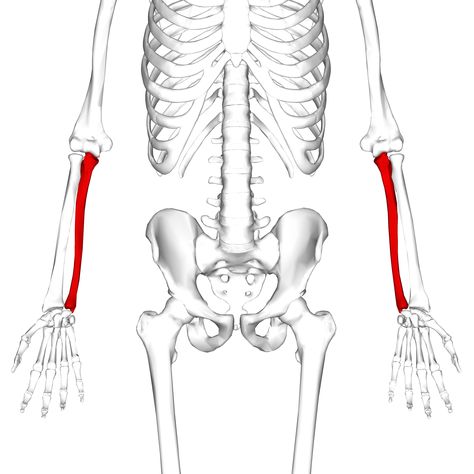 Human Body Skeleton, Forearm Bones, Ulna Bone, Radius And Ulna, Body Skeleton, Arm Bones, Human Bones, Muscle Tissue, Muscles