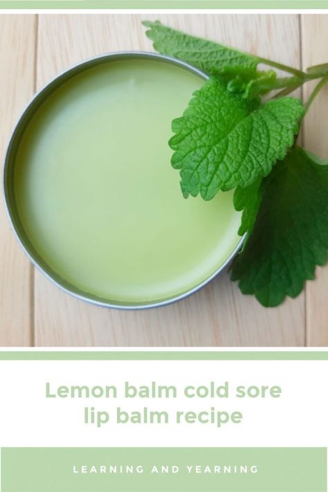 Lemon Balm Cold Sore Lip Balm Recipe Herbal Cold Sore Remedy, Lemon Lip Balm, Herbal Remedies For Cold Sores, Diy Healing Lip Balm Recipes, Diy Healing Lip Balm, Lemon Balm For Cold Sores, Diy Salves And Balms Recipes, Lemon Balm Lip Balm Recipe, Lemon Balm Lip Balm