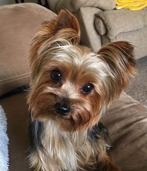 Yorkie Hair, Shorkie Puppies, Grooming Ideas, Yorkie Haircuts, Top Dog Breeds, Easiest Dogs To Train, Yorkie Terrier, Yorkie Lovers, Dogs Breeds