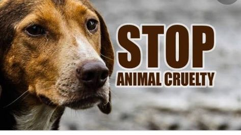 Share petition · Pakistan government: Stop animal cruelty · Change.org Animal Experiences, Animal Activism, Stop Animal Cruelty, Shocking Facts, Pet Mice, Animal Protection, Types Of Animals, Animal Facts, Pet Paws