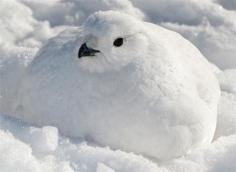 Rock Ptarmigan. Rock Ptarmigan, Snow Creatures, Alaska Animals, Willow Ptarmigan, Fat Bird, Zoo Art, Pigeon Breeds, Incredible Creatures, Funny Birds