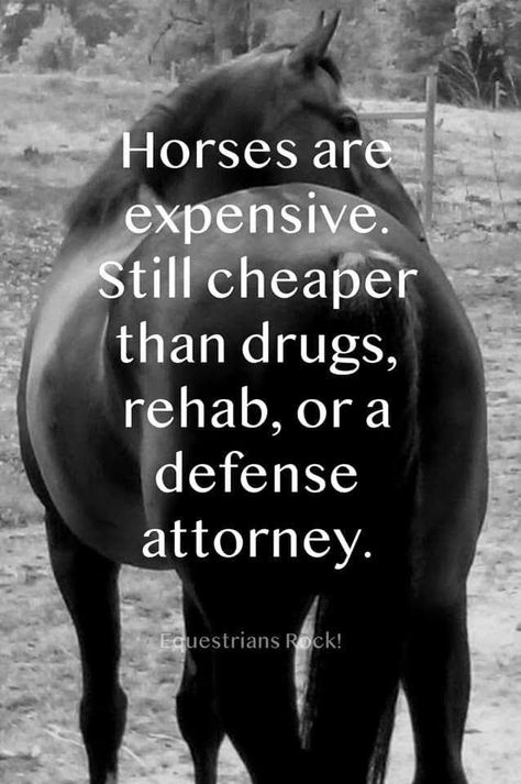 Horse Smiling, Sayings About Love, Equine Quotes, Horse Humor, Horse Quotes Funny, Inspirational Horse Quotes, Horse Riding Quotes, Equestrian Quotes, Riding Quotes