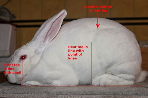 Proper posing for evaluation of New Zealand and other large meat rabbits Meat Rabbits Breeds, Rabbit Pose, Raising Rabbits For Meat, Show Rabbits, New Zealand Rabbits, Commercial Farming, Rabbit Farm, Meat Rabbits, Raising Rabbits