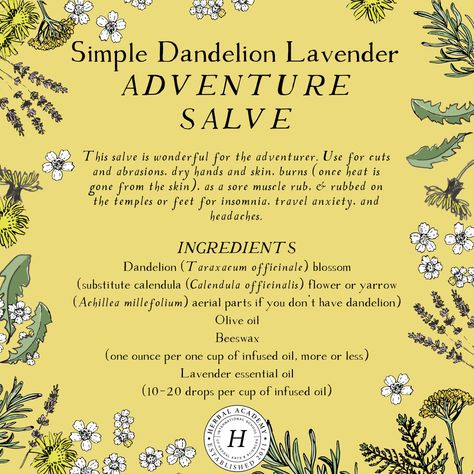 Dandelion: The Dandiest Weed of All | Herbal Academy | Visually dandelions may draw up childhood memories, but they offer many health benefits – from the flowers, to the leaves, and right down to the root. Wild Crafting, Herbal Academy, Muscle Rub, Herbal Recipes, Herbal Apothecary, Dandelion Root, Turmeric Tea, Herbal Healing, Herbal Magic