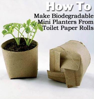 toilet paper roll planter More Toilet Paper Crafts, Toilet Paper Rolls, Toilet Paper Roll Crafts, Paper Roll Crafts, Paper Rolls, Toilet Paper Roll, Toilet Roll, Veggie Garden, Paper Roll