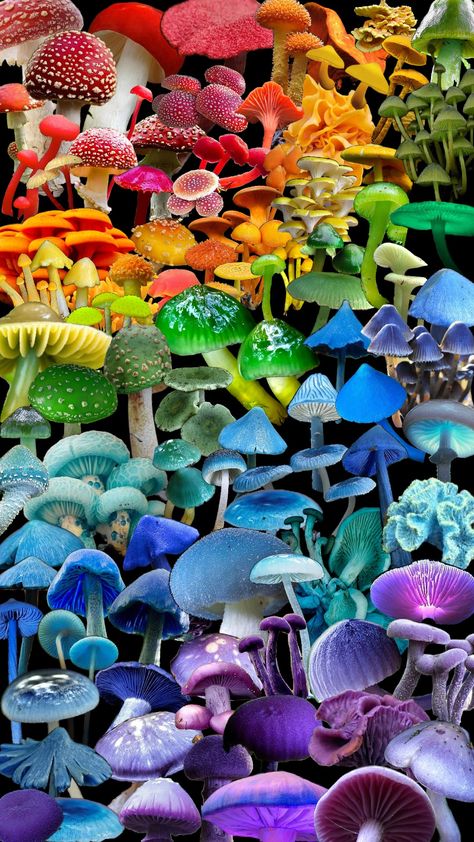 #Rainbow #mushroom #mushrooms #collage Rainbow Mushrooms, Mushrooms Aesthetic, Rainbow Mushroom, Mushroom Aesthetic, Mushroom House, Mushroom Fungi, Neo Soul, Neon Rainbow, Random Art