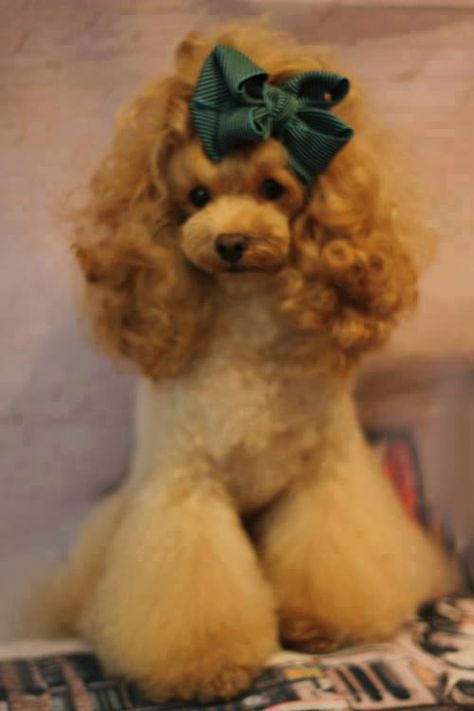 grooming Wedding Ideas Groom, Dog Hairstyles, Poodle Haircut Styles, Grooming Ideas, Poodle Hair, Poodle Haircut, Dog Grooming Styles, Poodle Toy, Poodle Cuts