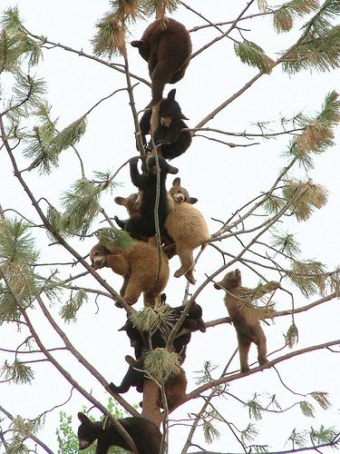 Bear cubs at Bear Country USA, a wildlife centre in the Black Hills of South Dakota. Regnul Animal, Nosara, Bear Cubs, Sweet Animals, Baby Bear, Animal Planet, Animal Photo, 귀여운 동물, Cuteness Overload