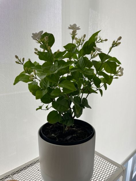 Precious jasmine plant in an IKEA pot. Ikea Pot, Jasmine Plant Indoor, Jasmine Plant, Plant Indoor, Potted Plants, Indoor Plants, Plants